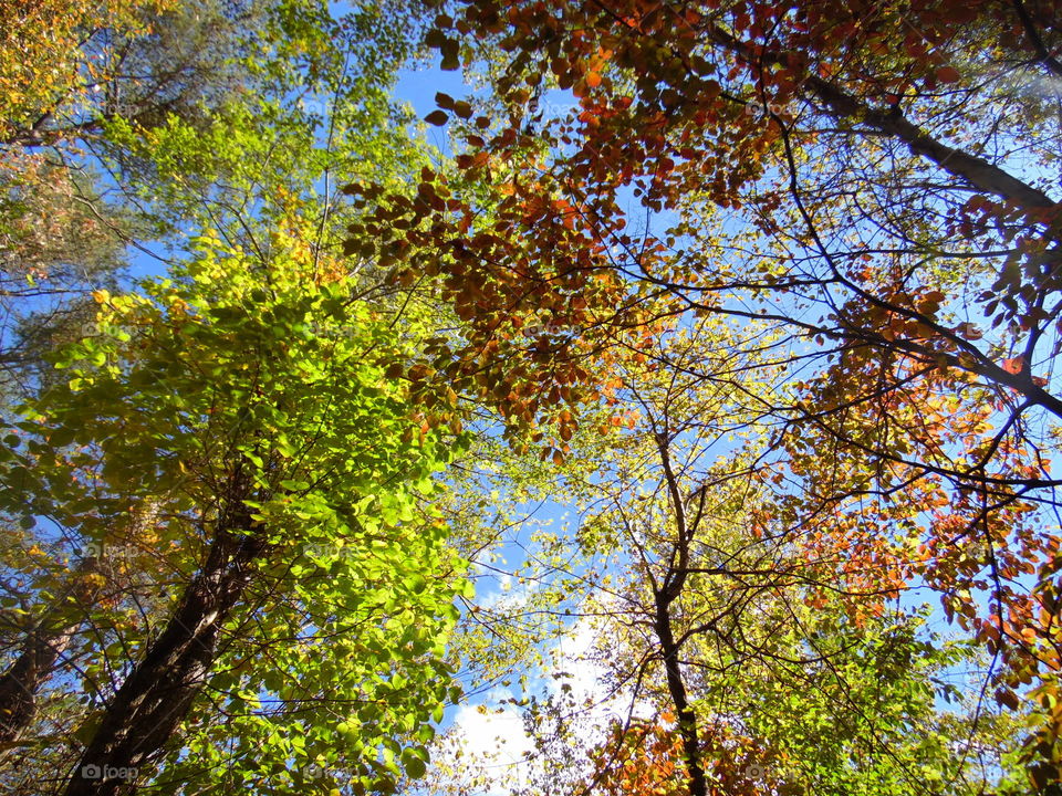 Looking up in the trees in the autumn 