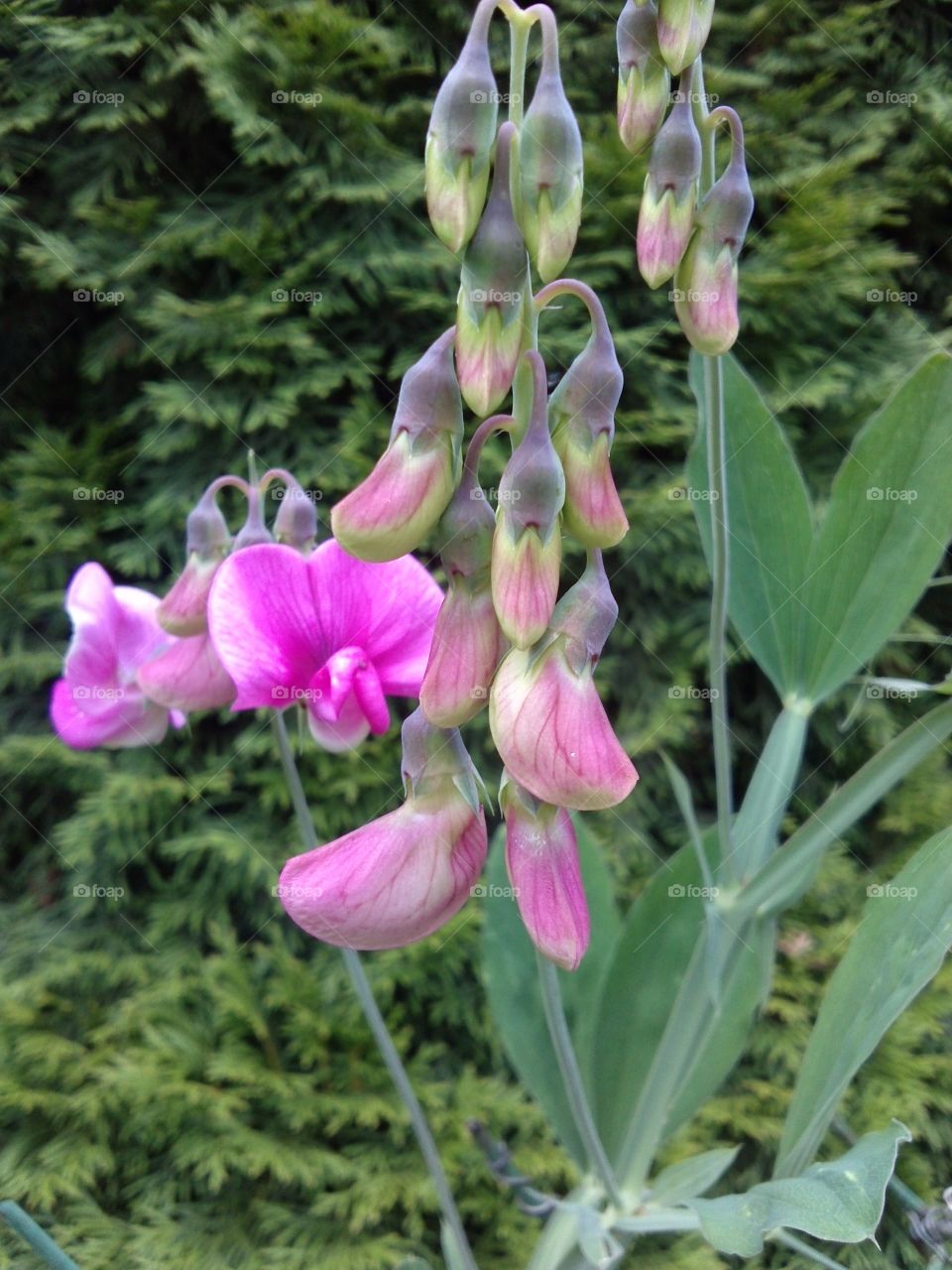 Sweet Pea. looks good and smells good