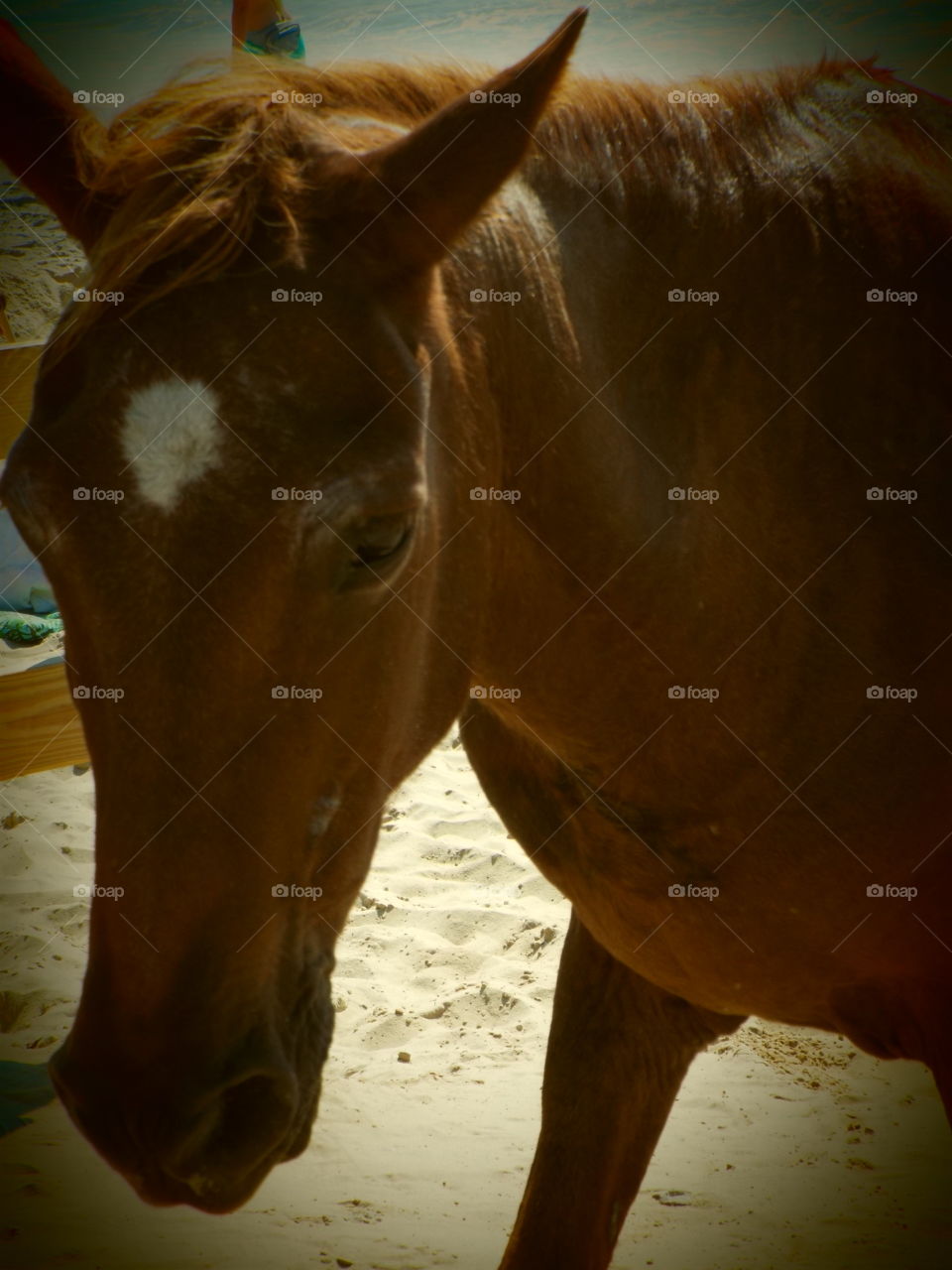horse closeup