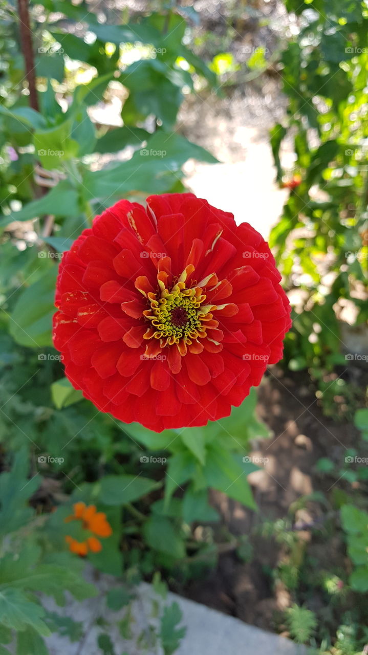 Garden, Nature, Flower, Leaf, Summer