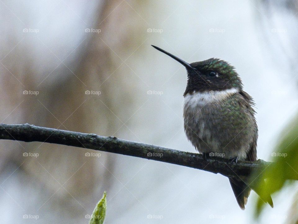 Fluffy hummingbird on a tree branch in the rain