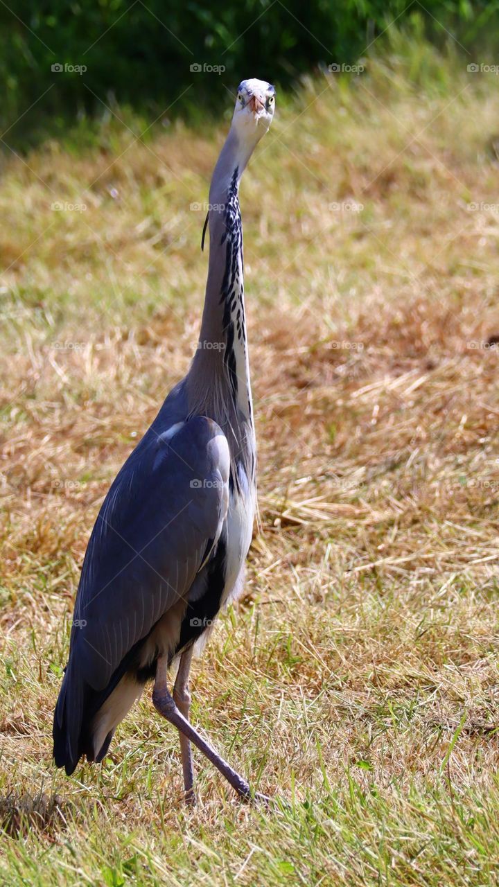 Ardea herodias and wildlife