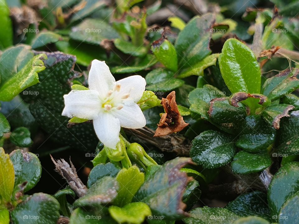 the beautiful flowers