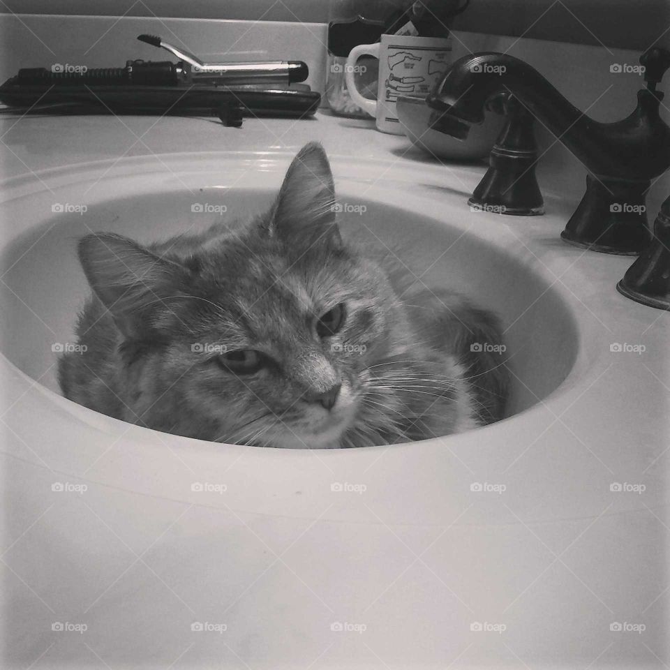 Hair in the Sink