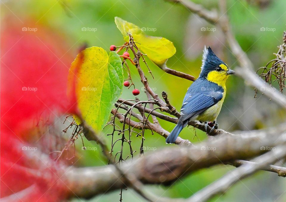 Beautiful and cute bird