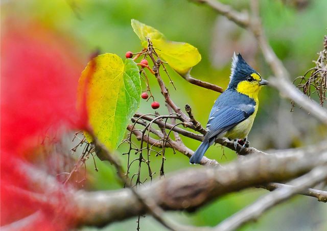 Beautiful and cute bird