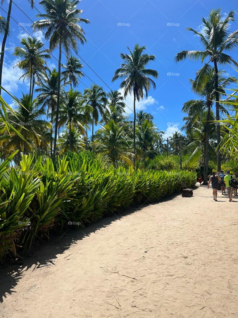 Caminho no jardim