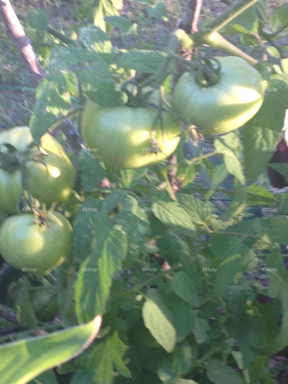 Tomatoes on the vines 