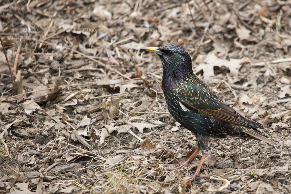 Close-up of common starling