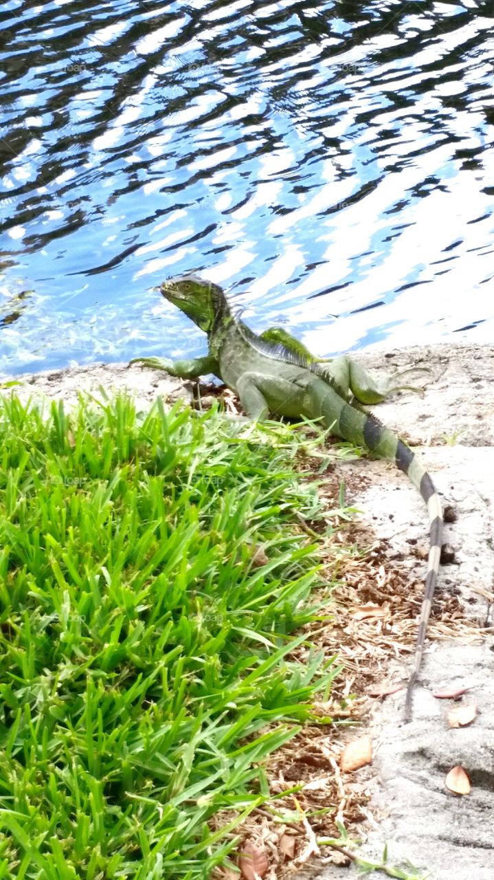 iguana. iguana, Florida wildlife