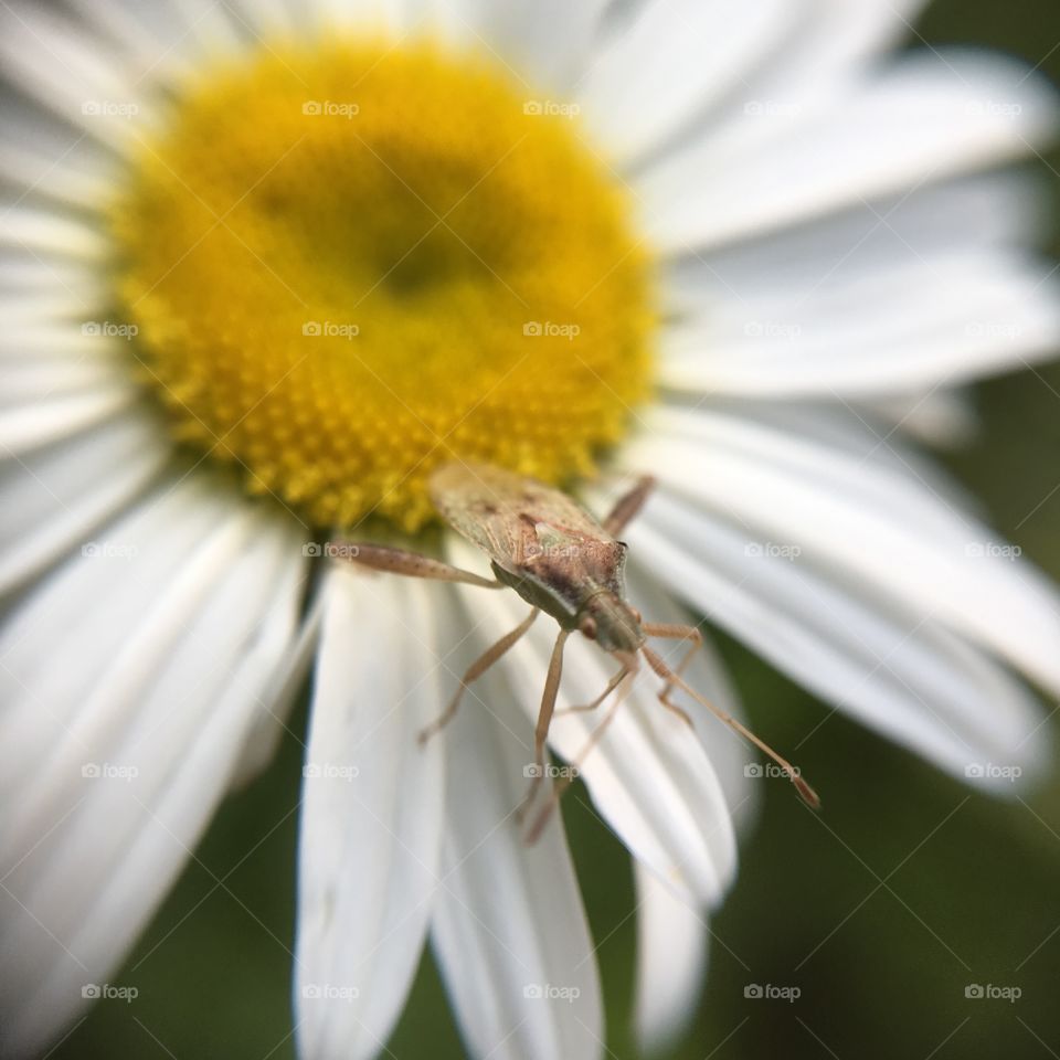 Beetle on daisy