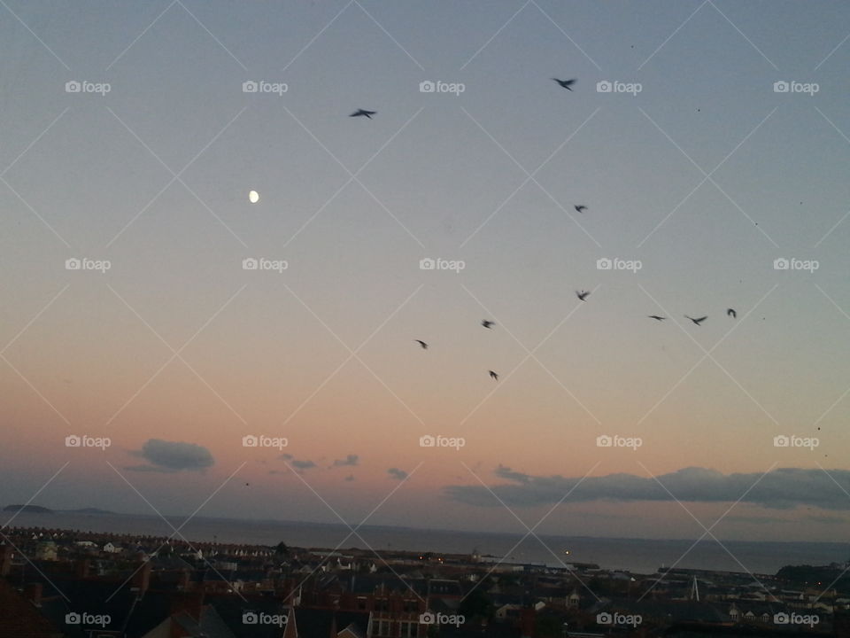 birds flying in the evening. Barry, South Wales, UK