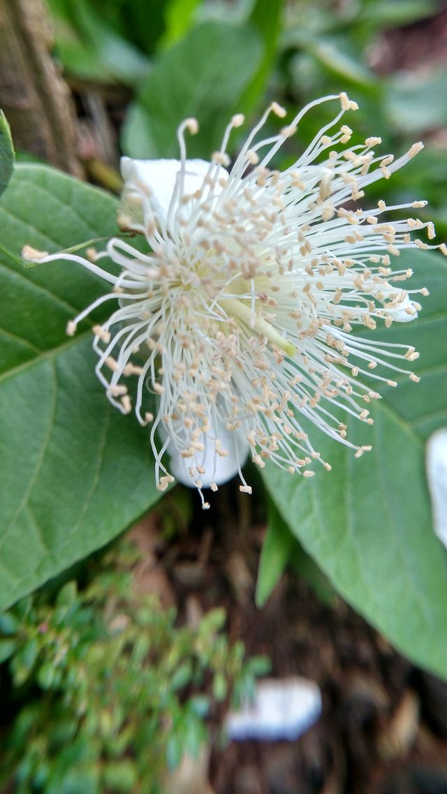 guava flower