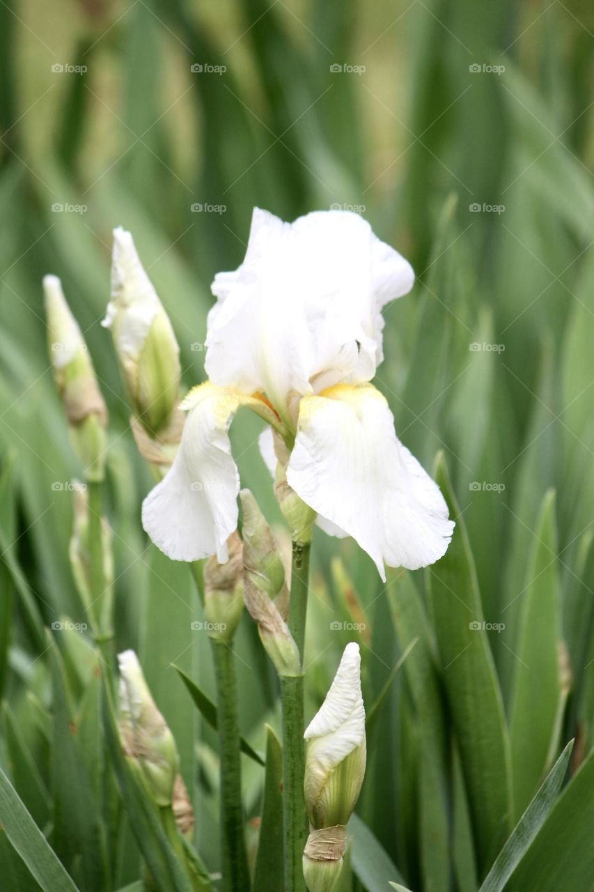 White Iris 