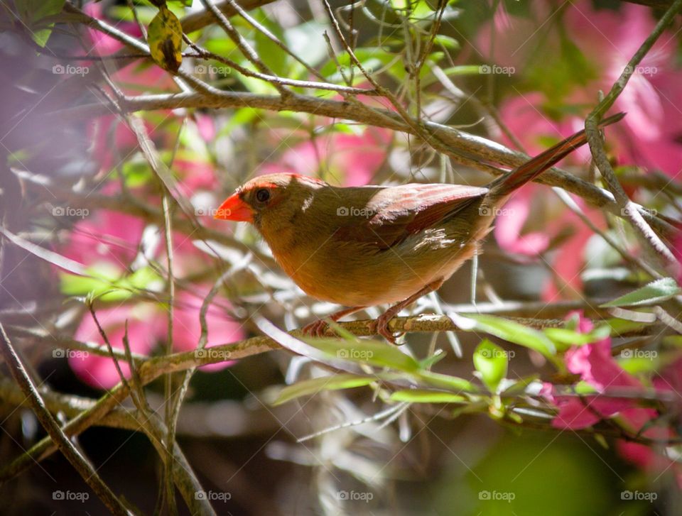 Female Cardinal framed within a pink flowering tree