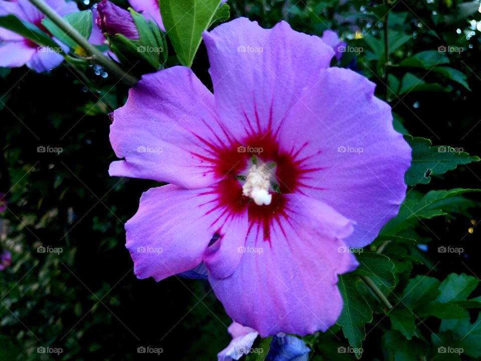 hibiscus flower