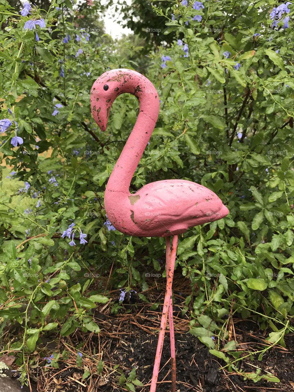 Flamingo