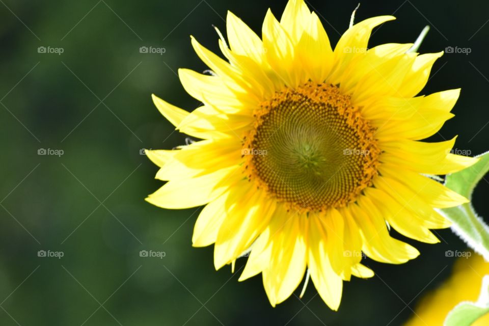 Sunflower & sunshine 