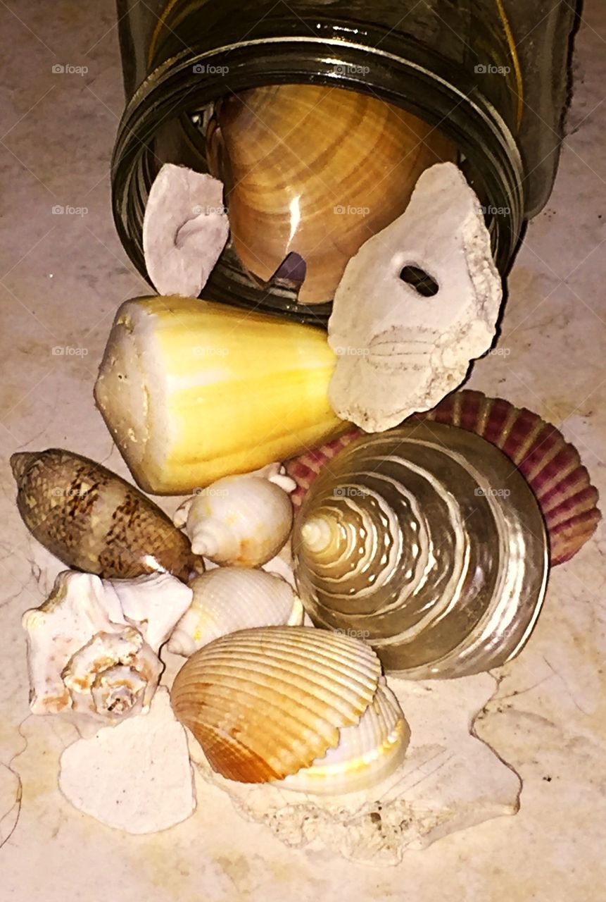 Container of seashells 