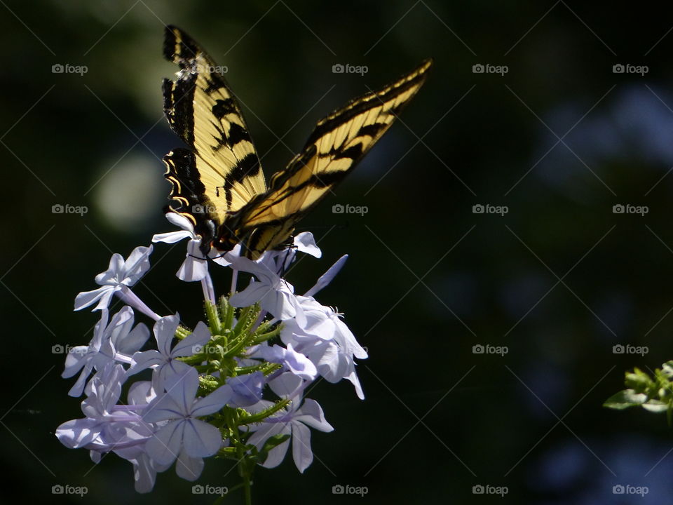 Swallowtail butterfly on blue flowers 