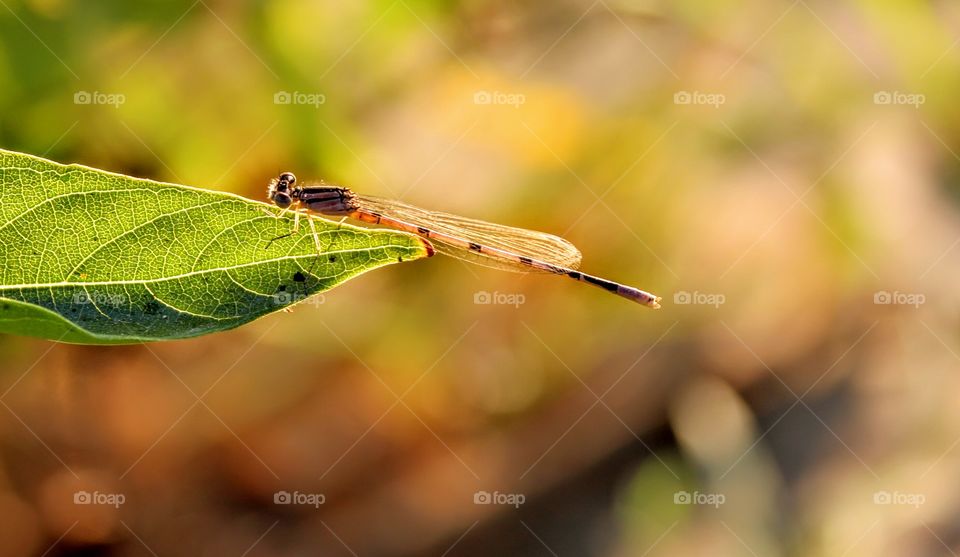 dragonfly on a leaf