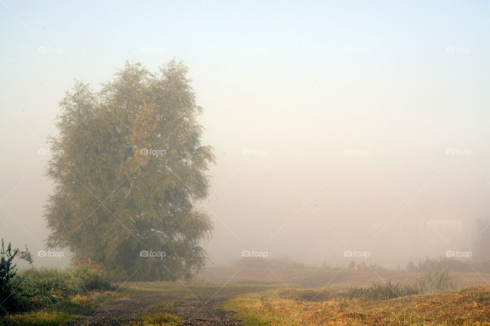 Fog, Mist, Landscape, Tree, Fall