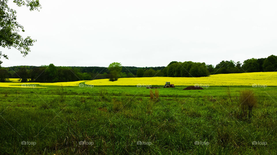 South Carolina Mustard Seed Field. A view of a mustard seed field in full bloom from behind an abandoned house.