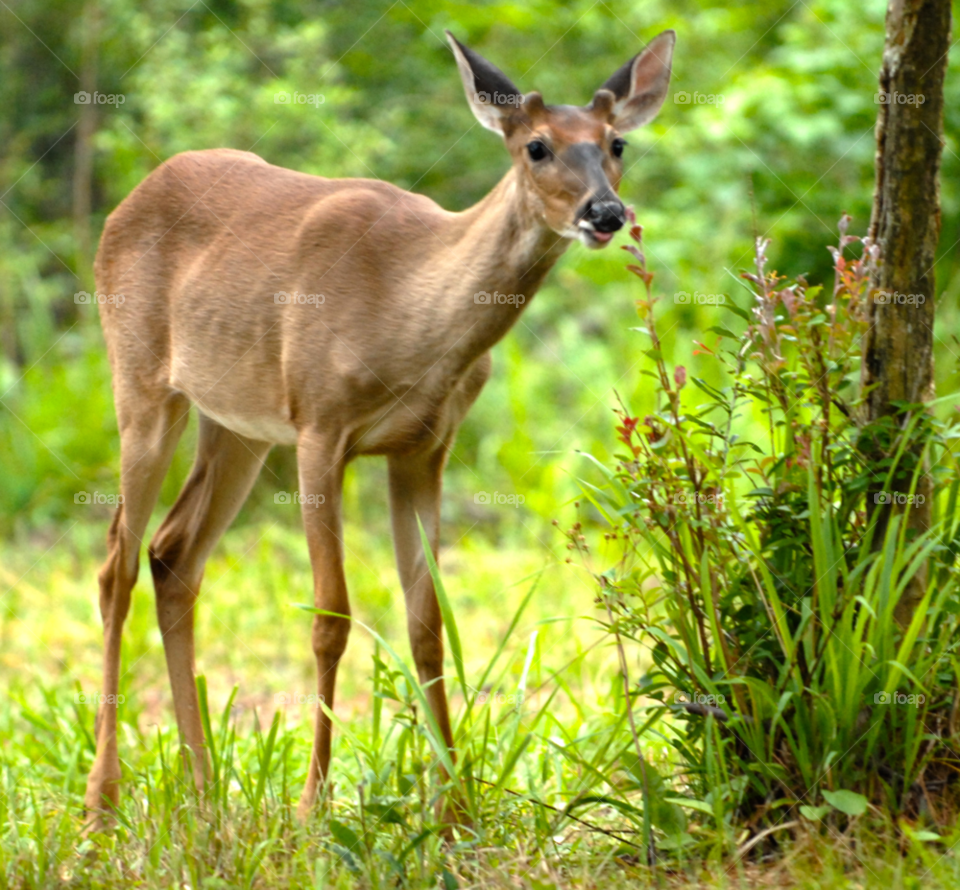 animal wild deer doe by lightanddrawing