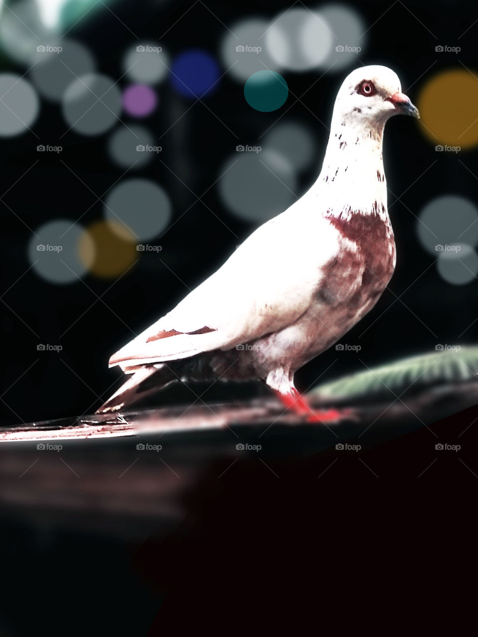 Bird, No Person, Pigeon, Poultry, Animal