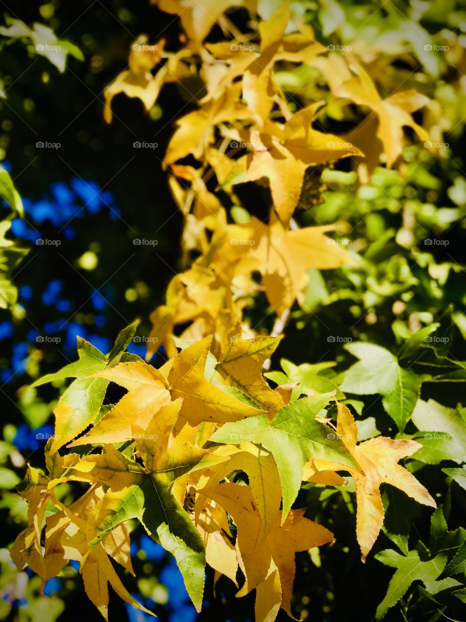 The tree in the front yard 