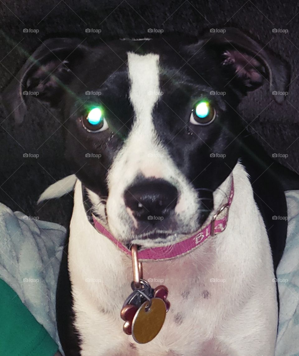 Bright-eyed puppy. Dog's eyes shine with the flash.