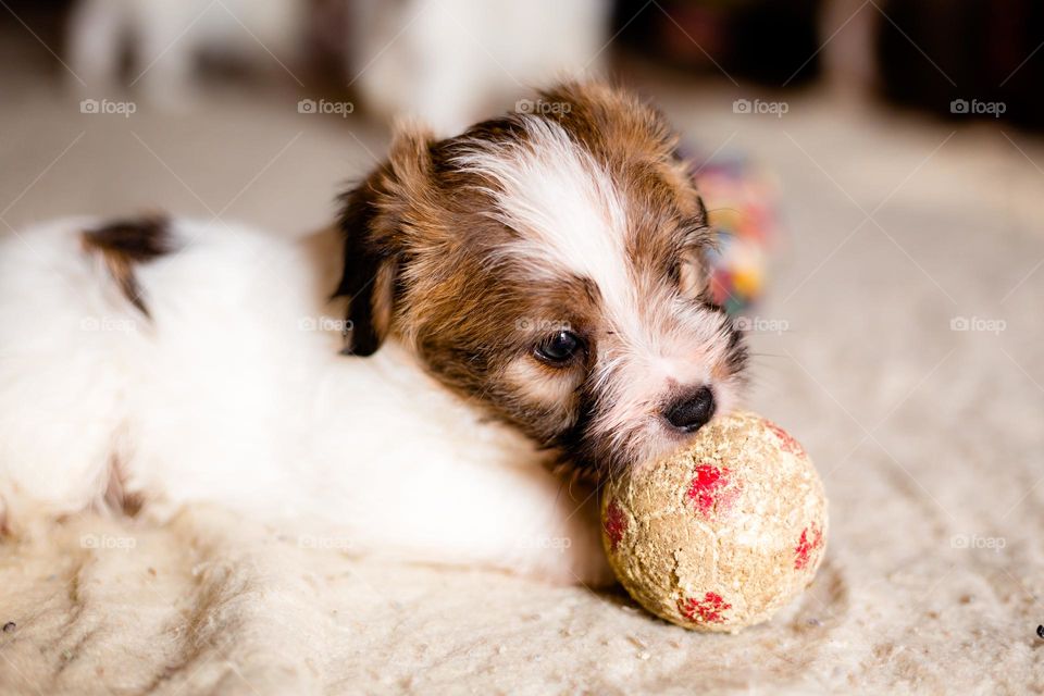 A puppy playing with a ball