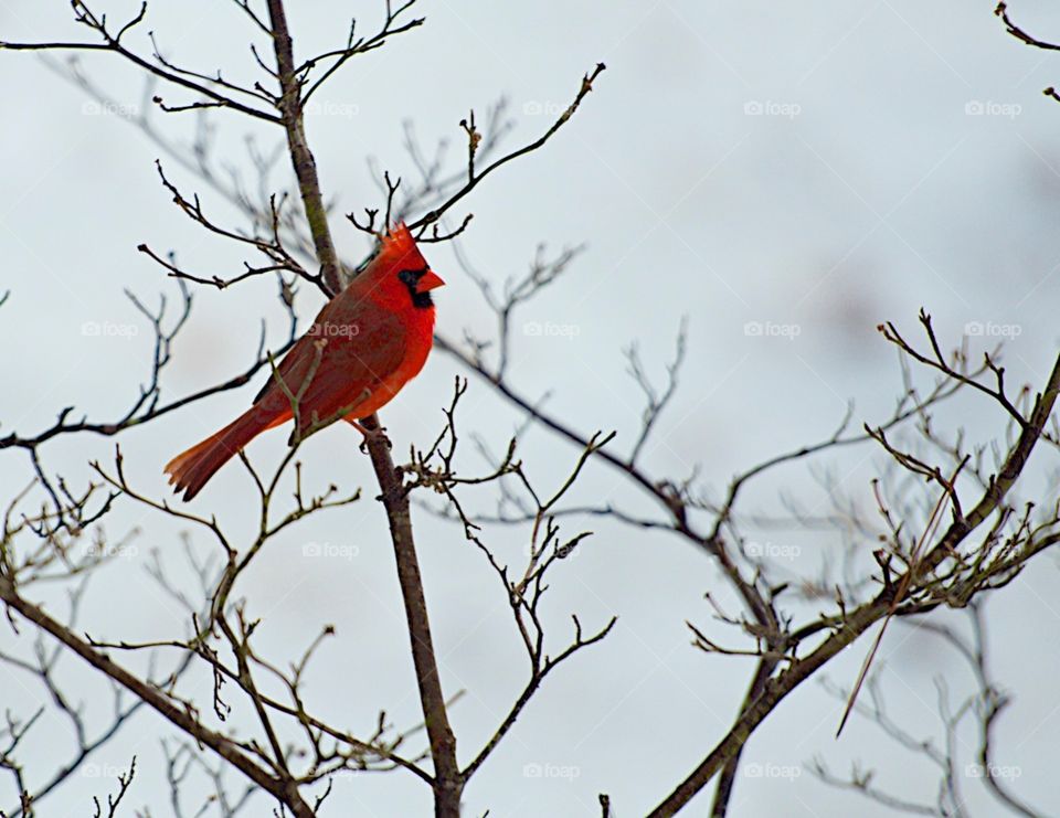 Cardinal in winter.  