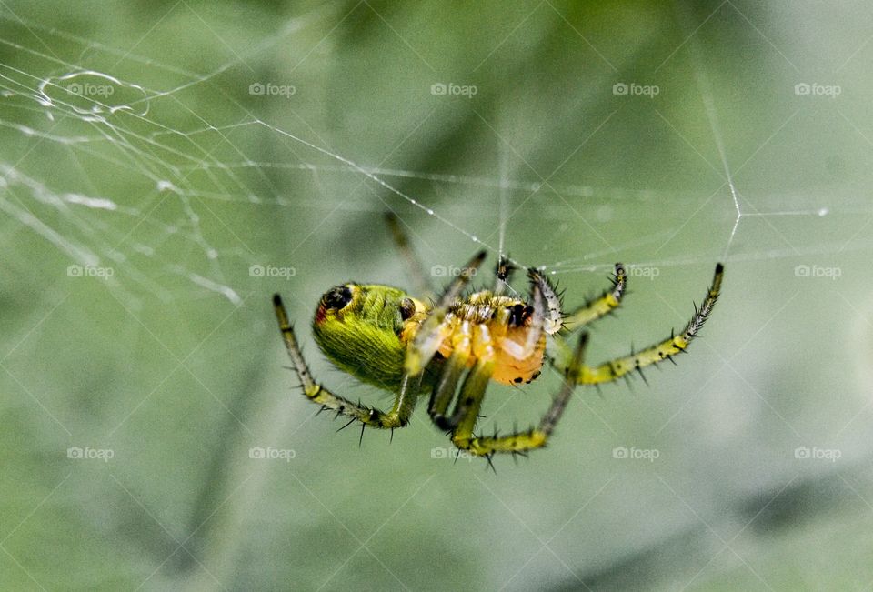 Green spider