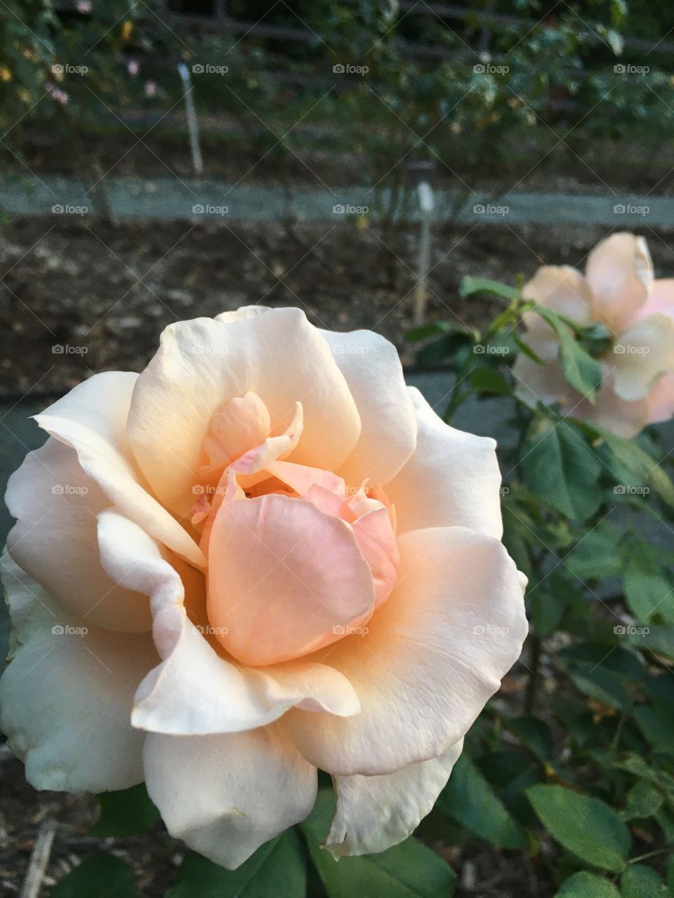 A pretty, pink rose. 