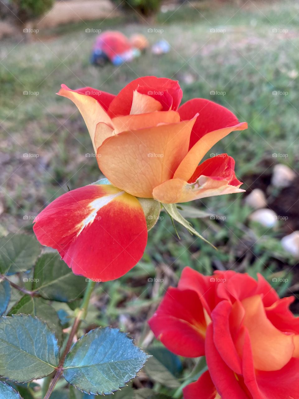 🌹 🇺🇸 Very beautiful flowers to brighten our day.  Live nature and its beauty. Did you like the delicate petals? / 🇧🇷 Flores muito bonitas para alegrar nosso dia. Viva a natureza e sua beleza. Gostaram das pétalas delicadas? 