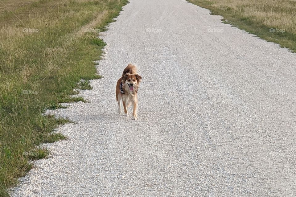 Dog running