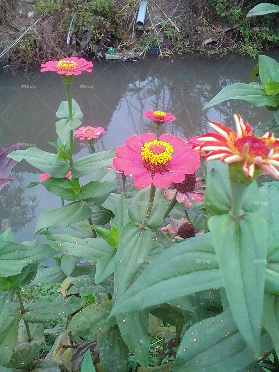 zinnia pink