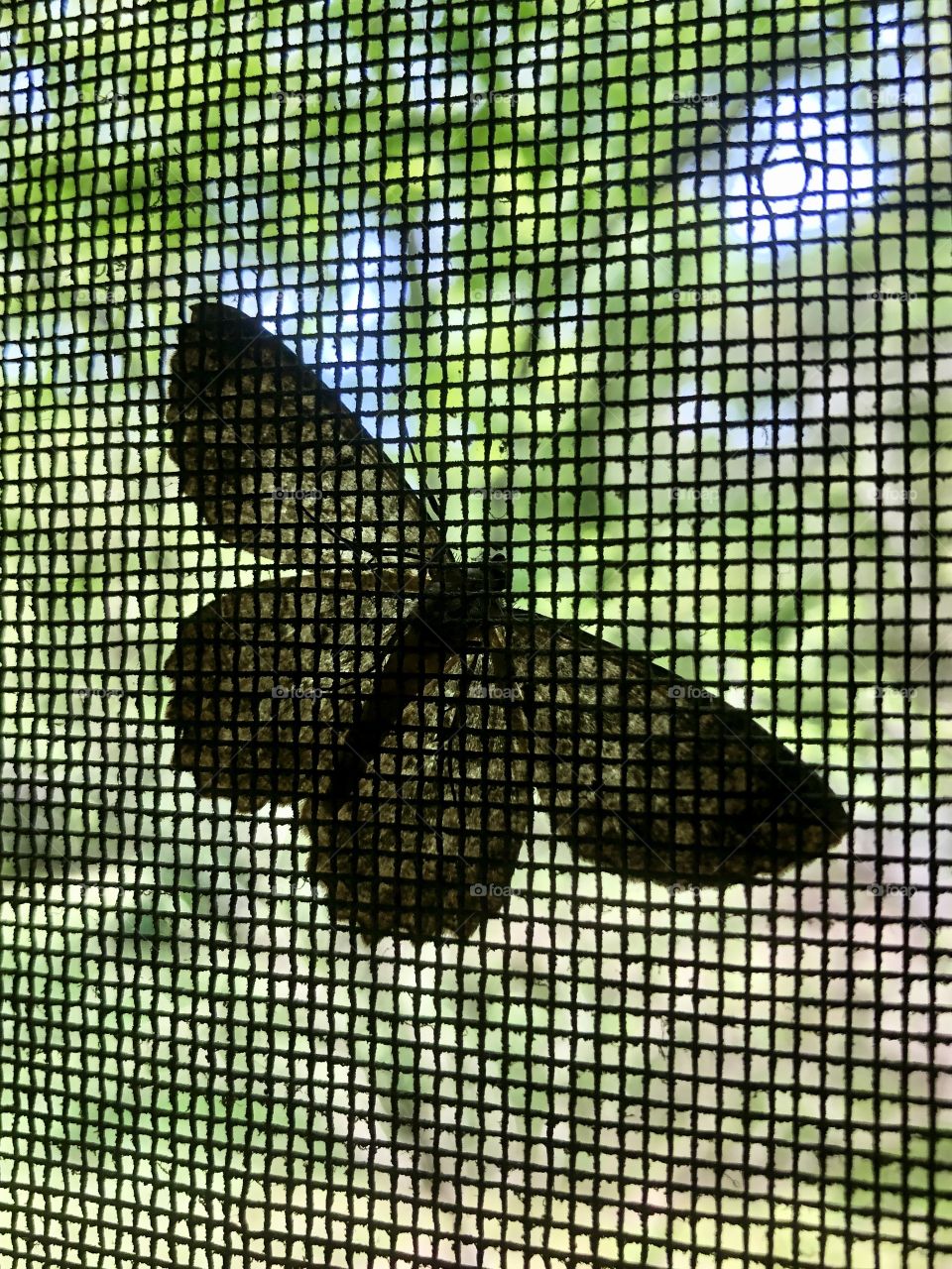 Extreme closeup of wire mesh window screen with dirt and moth 