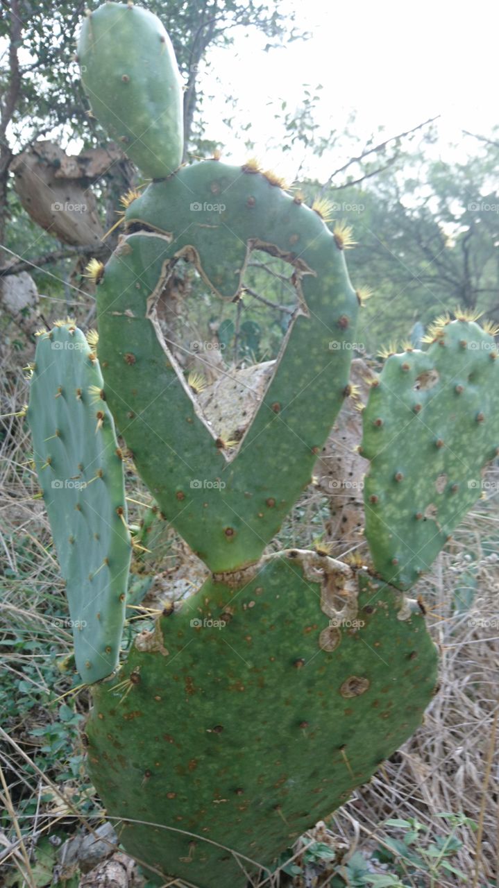 cactus with heart cutout