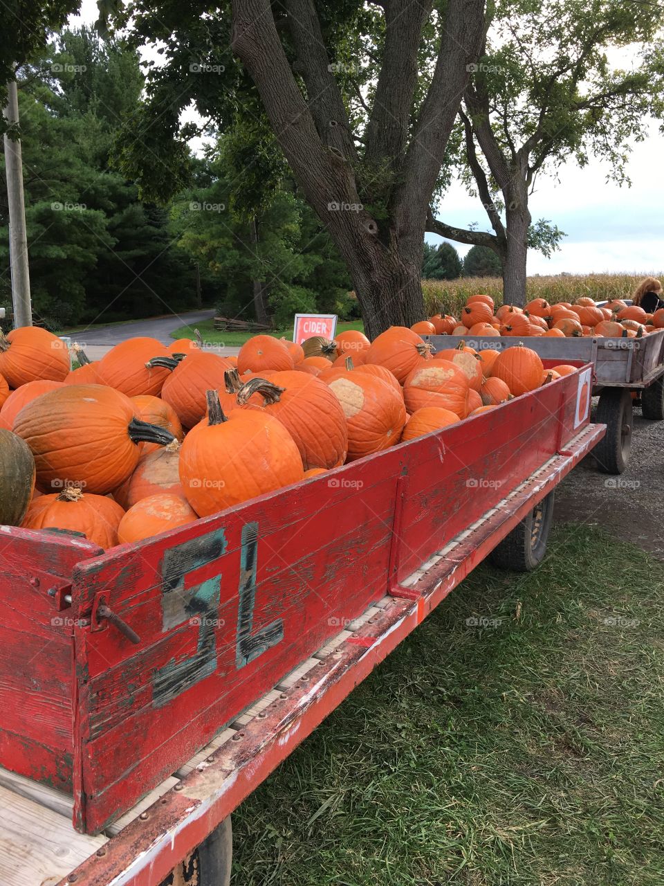 Pumpkins in a wagon in Ohio during October 