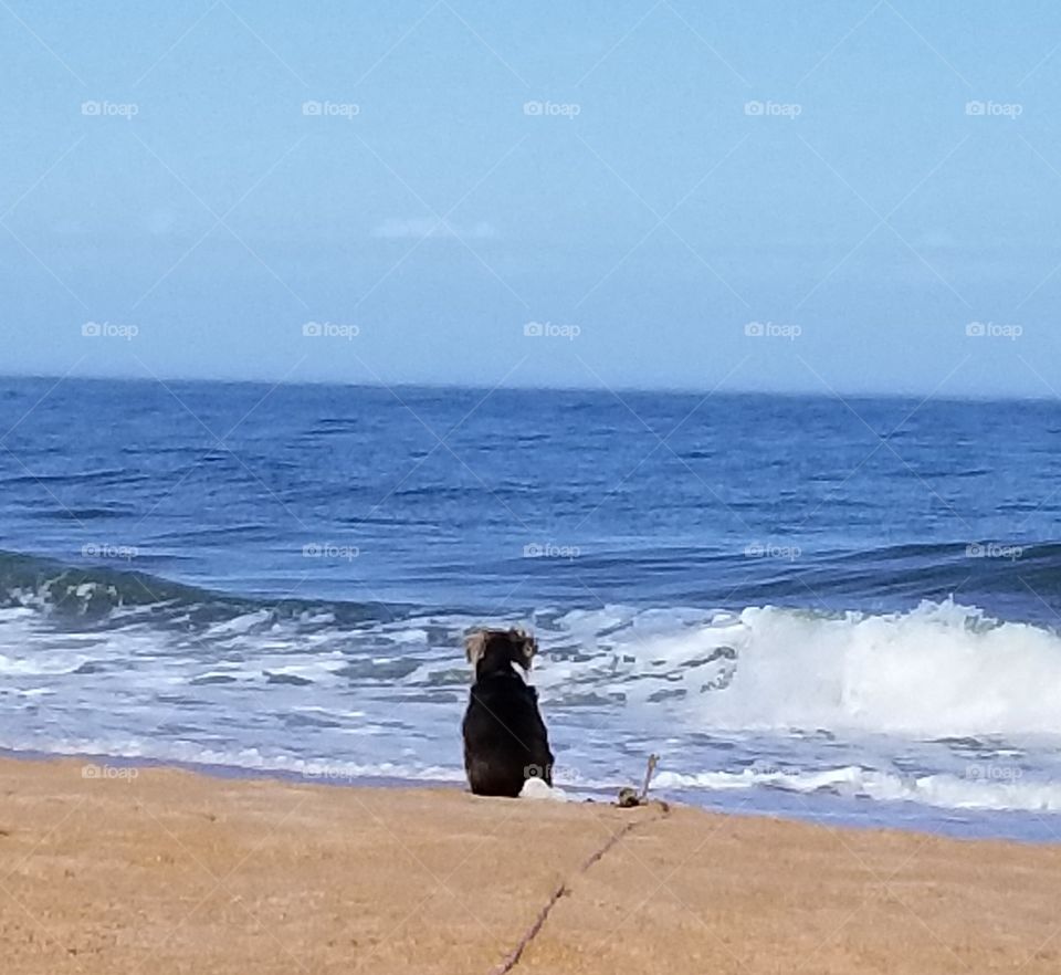 Zeus first visit to the beach