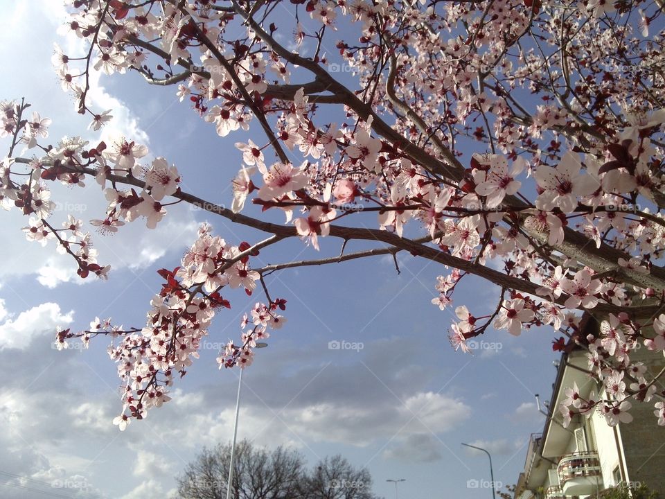 Power of flowers🌹🍃