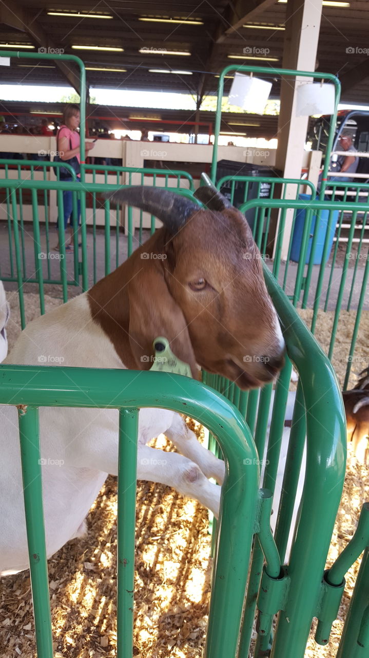 goat showing off at the fair
