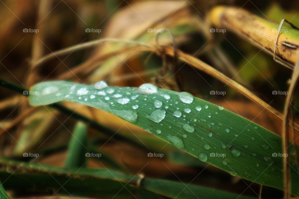 Drops on the leaf