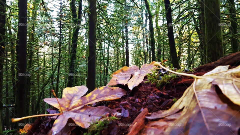 a forest in every season