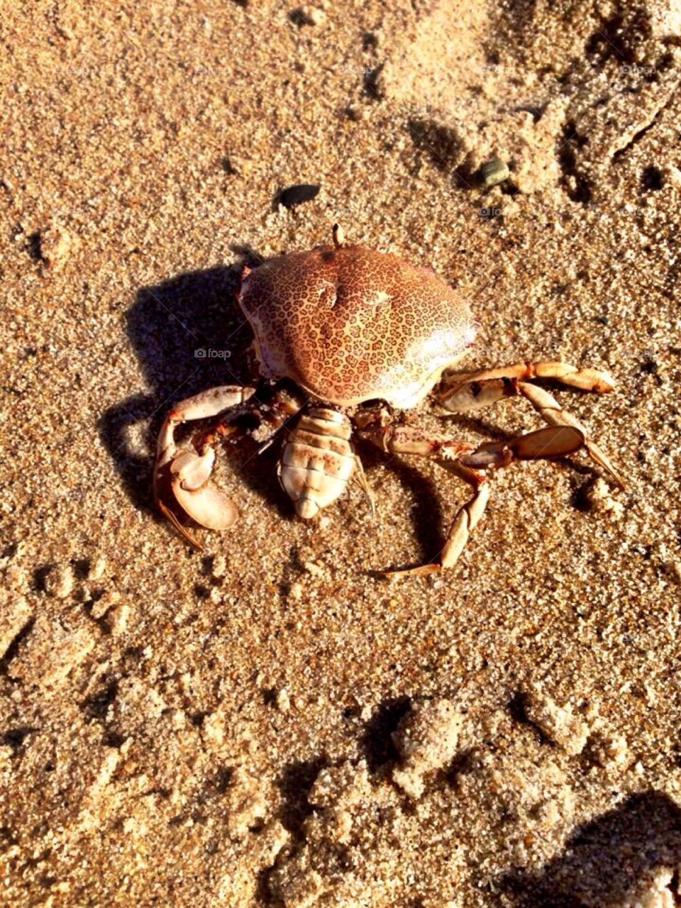 Crab crawling the beach
