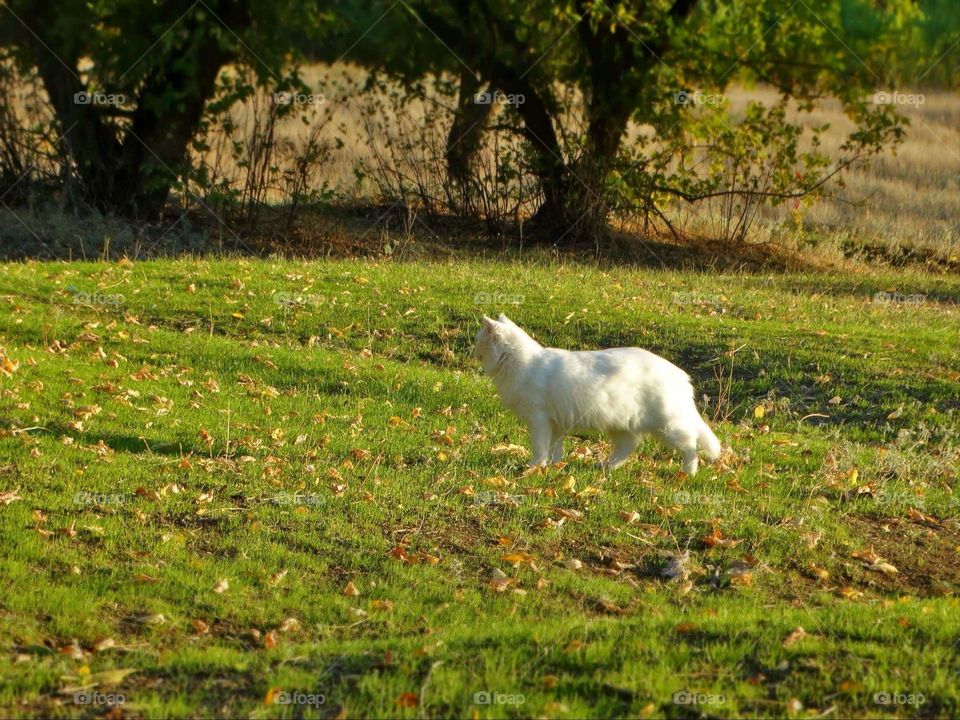 Beautiful White cat in a forest