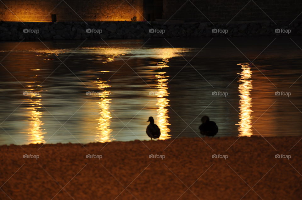 a duck watching the night lights