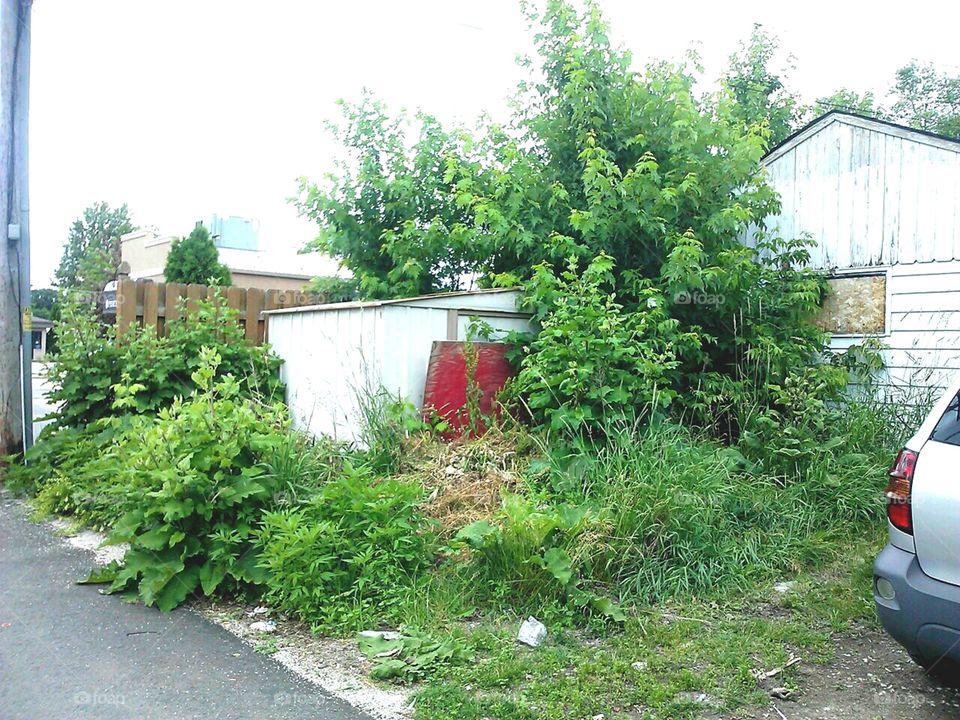 Overgrown Weeds and Plants. The overgrown plants have taken over the shed.